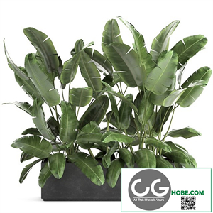 Lush exotic thickets of bushes banana palm ravenala, Strelitzia in a metal pot flowerbed. 866.
