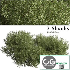 Set of Buxus bodinieri Shrubs (Buxus) (3 Shrubs)