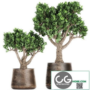Collection of plants in metal pots with flower Crassula. Set 930.