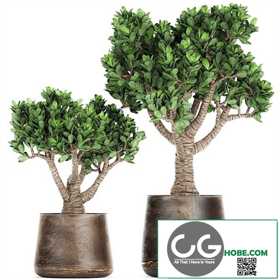 Collection of plants in metal pots with flower Crassula. Set 930.