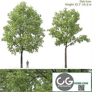 Oak