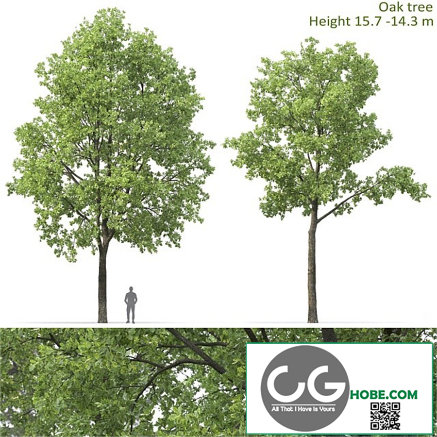 Oak