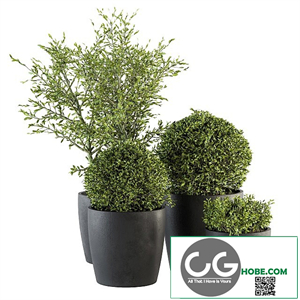 Outdoor Plant Set 209 - Plant and Tree in Pot
