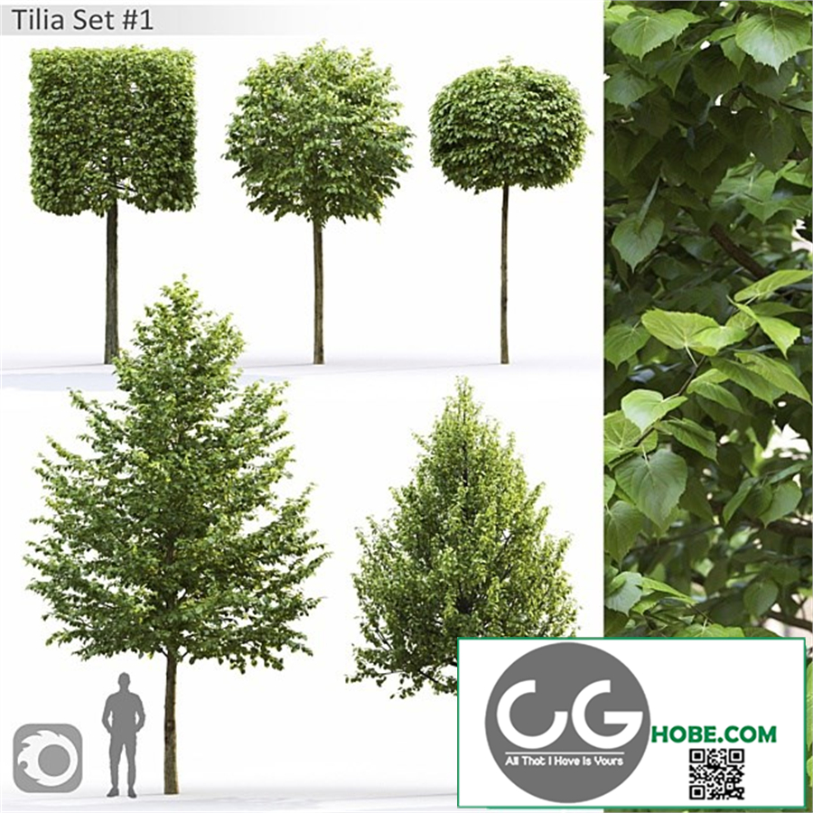 Tilia