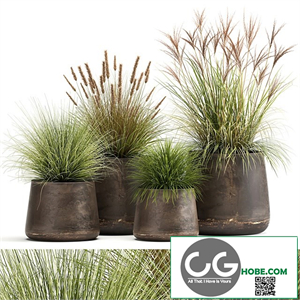 Collection of plants and bushes in rusty metal pots Reeds, grass, weinik. Set 988.