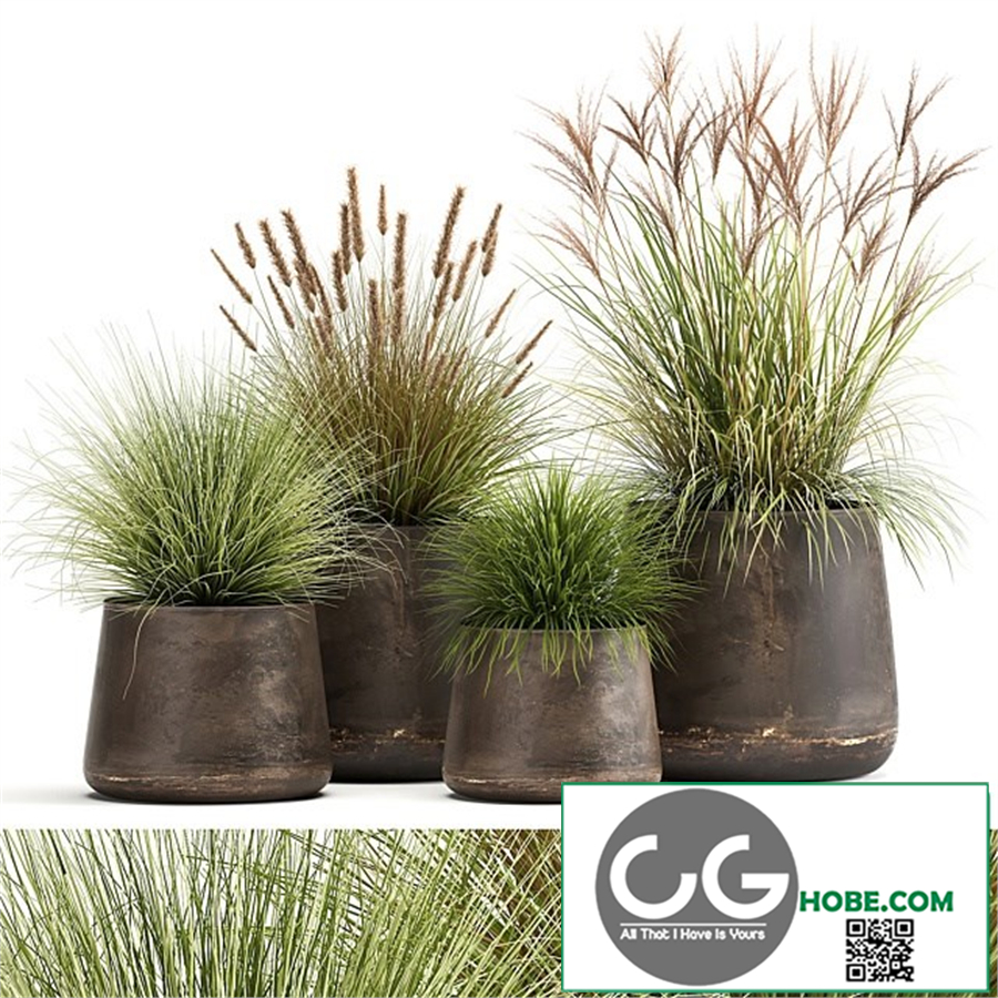 Collection of plants and bushes in rusty metal pots Reeds, grass, weinik. Set 988.