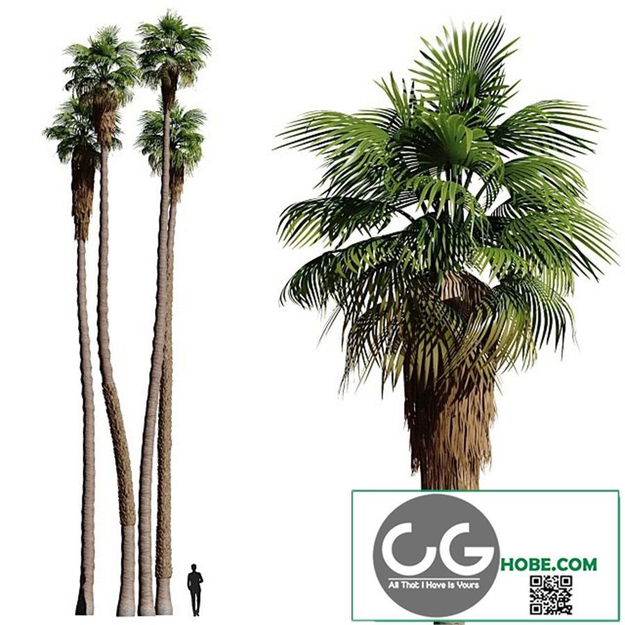 Set of California fan palm trees (Washingtonia palms)