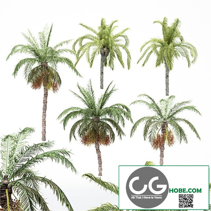 5diffrent tree-Date Palm-Queen Palm