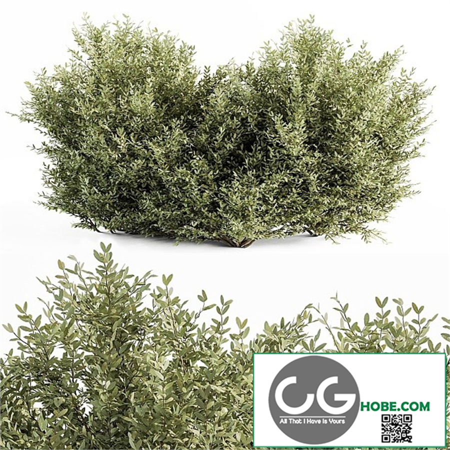 Buxsus Leaf Bush - Bush Set 27