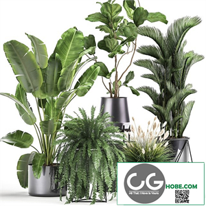 Collection of plants in modern luxury pots with Ficus Lirata, fern, palm, top, Ravenala, Strelitzia. Set 996.
