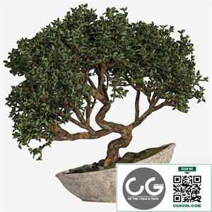 bonsai 04 indoor