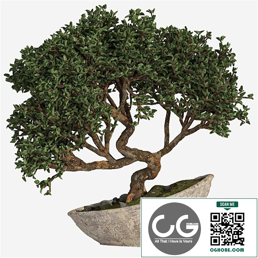 bonsai 04 indoor