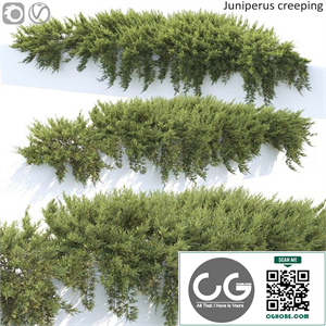 Juniperus