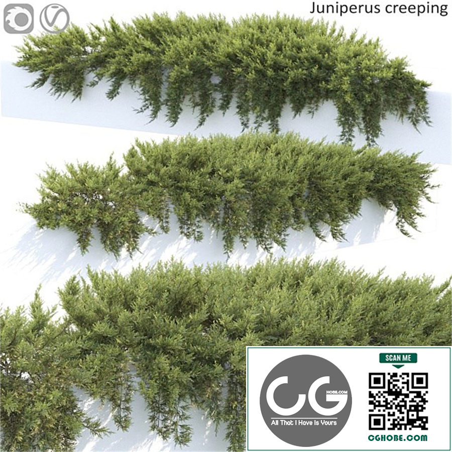 Juniperus