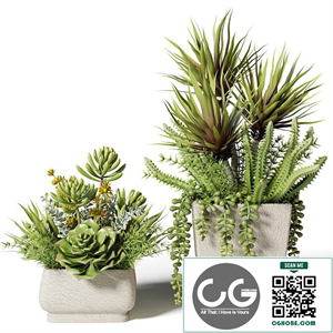 Bouquets of succulents in square pots