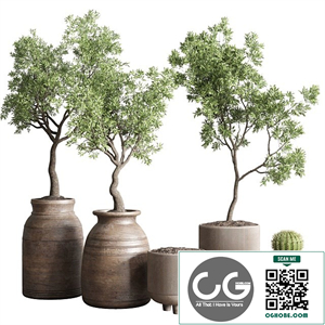 collection indoor outdoor plant 114 vase concrete wood old pot tree cactus