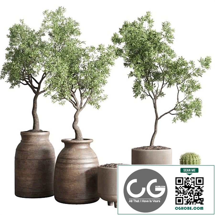 collection indoor outdoor plant 114 vase concrete wood old pot tree cactus