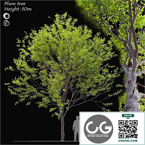 Plum tree