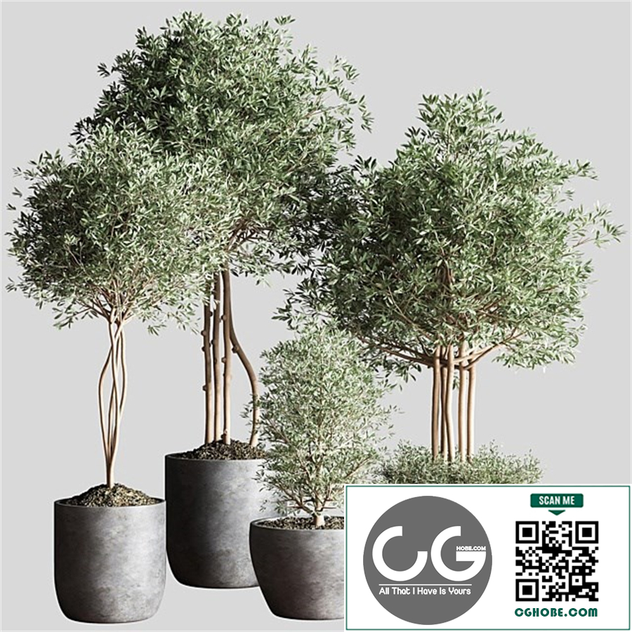 Indoor Plant Set12