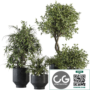 indoor Plant Set 308 - Tree and Plant Set in Black pot