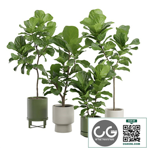 Ficus Lyrata Fiddle leaf