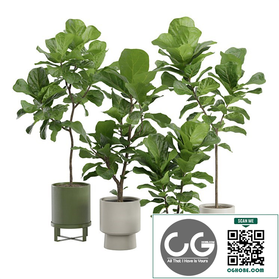 Ficus Lyrata Fiddle leaf