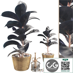 Super black Ficus Elastica Rubber Tree Plant