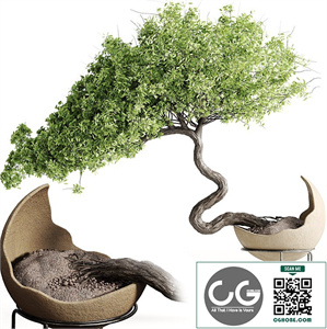 houseplants-indoor-Bonsai-039