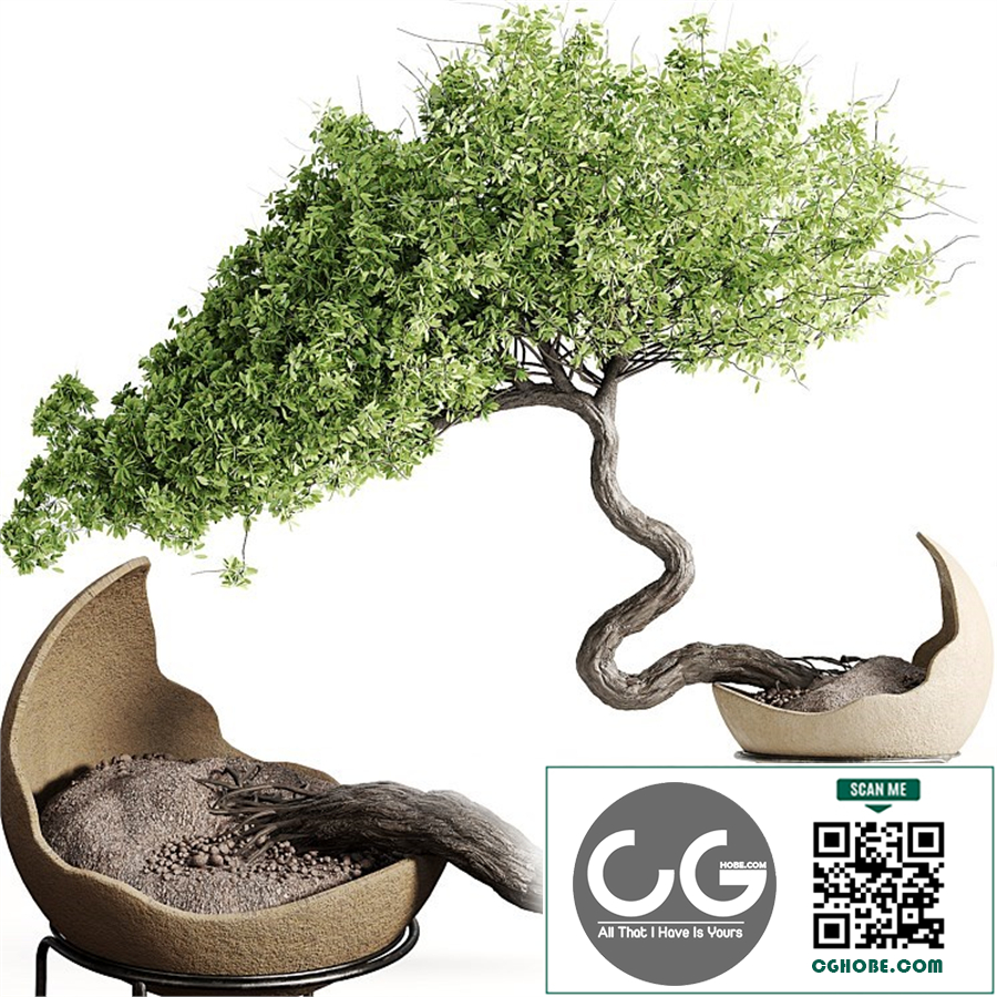 houseplants-indoor-Bonsai-039