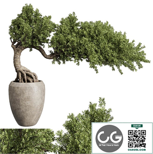 Bonsai Tree in an old concrete vase indoor plant 356