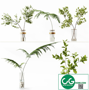 Collection Indoor Plants 058