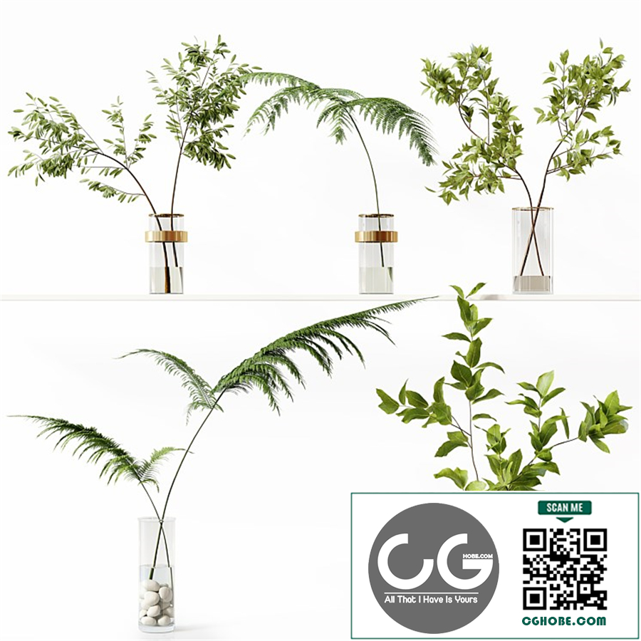 Collection Indoor Plants 058