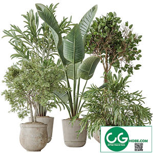 Indoor plants set 99 Lutescens Areca Palm and Ficus Benjamina and Paradise Strelitzia