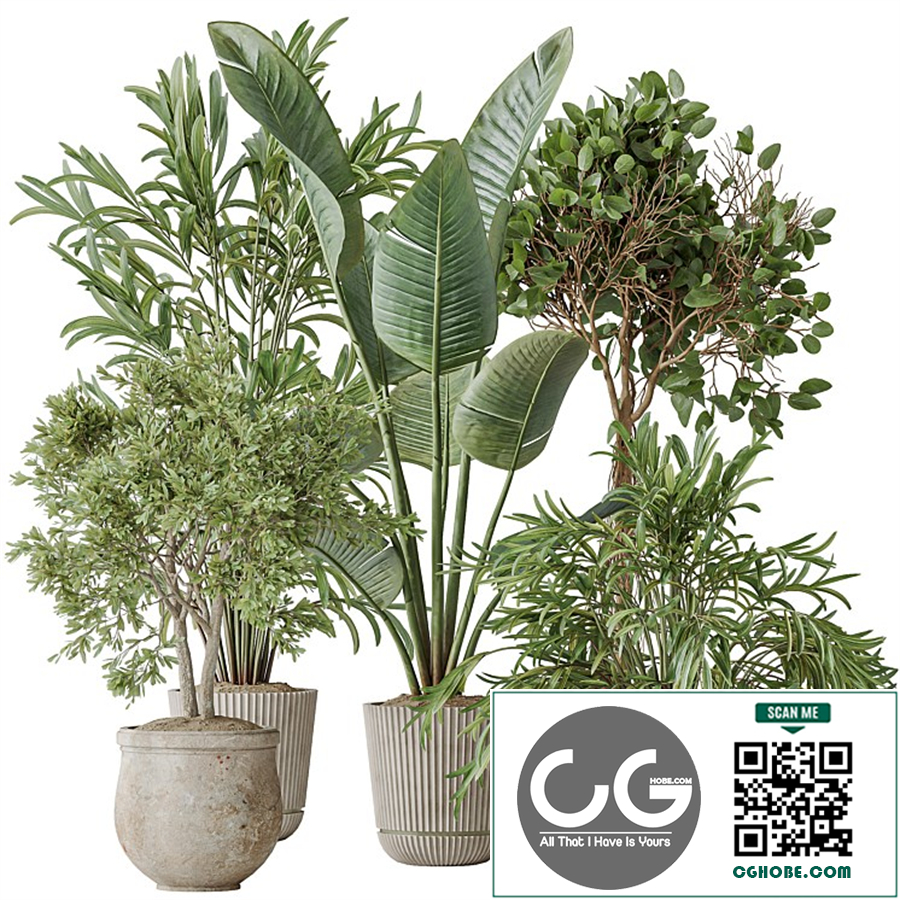 Indoor plants set 99 Lutescens Areca Palm and Ficus Benjamina and Paradise Strelitzia