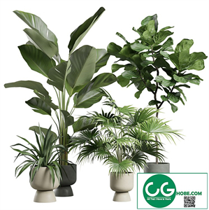 Indoor Plants Pack 73