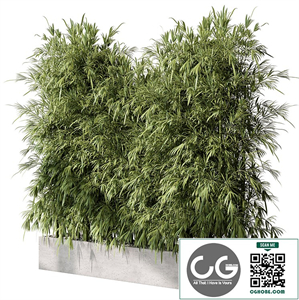Bamboo Plants - Outdoor Plants 468