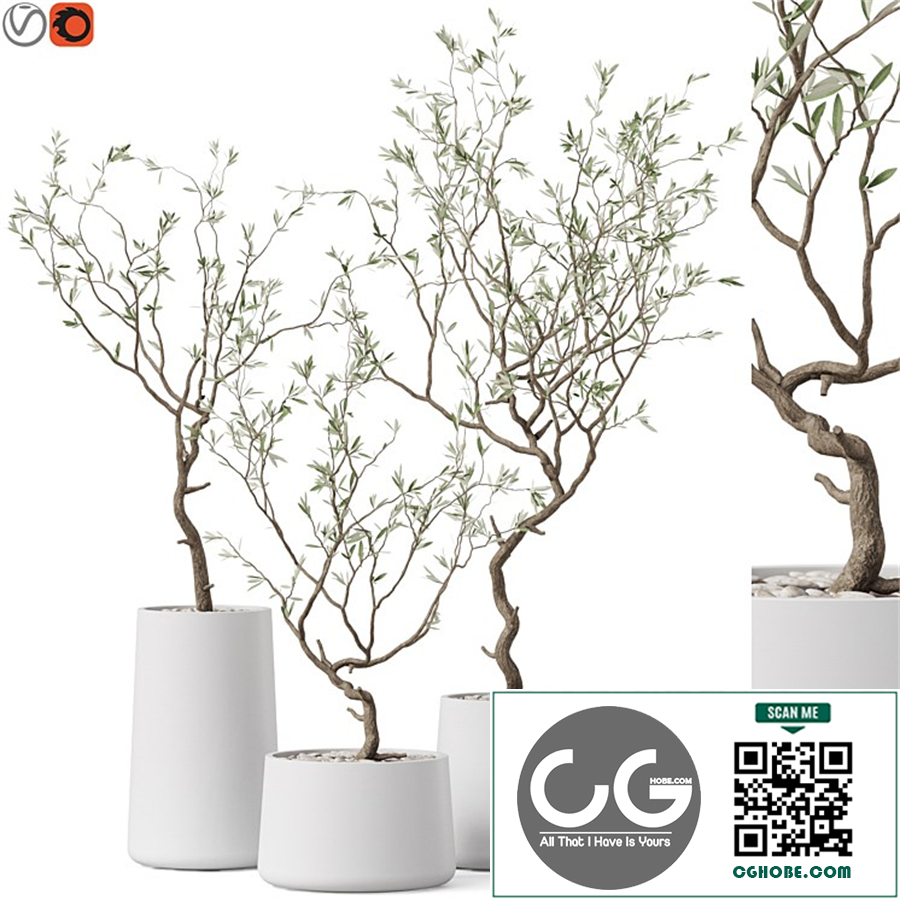 Plants collection 887