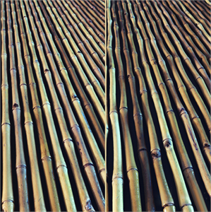 Bamboo