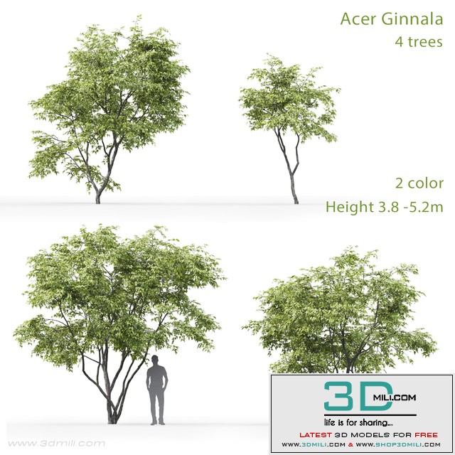 Acer Ginnala
