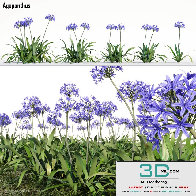 Agapanthus