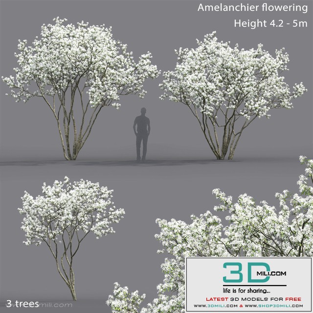 Amelanchier