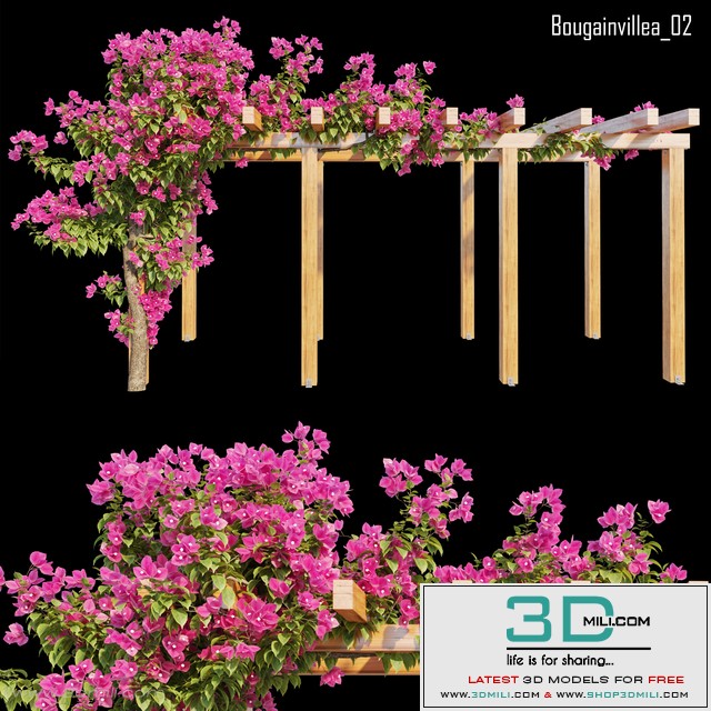 Bougainvillea 02 PRO 7 $ Royalty free