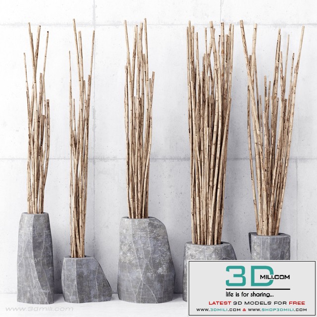 Branches in vases