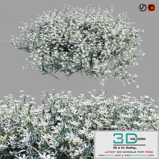 Cerastium tomentosum
