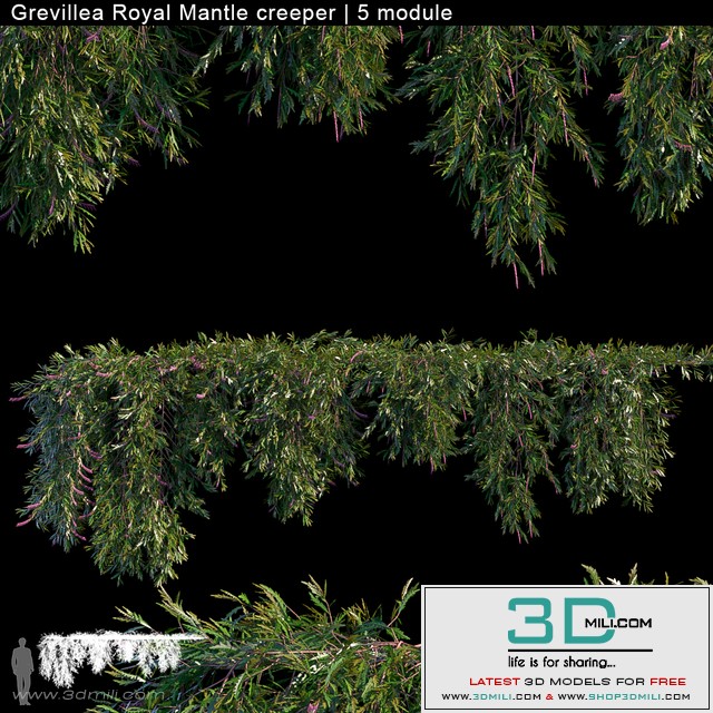 Grevillea Royal Mantle creeper | 5 module