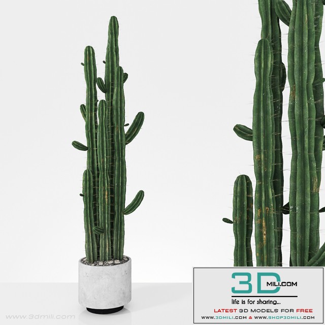 Plant 6.2