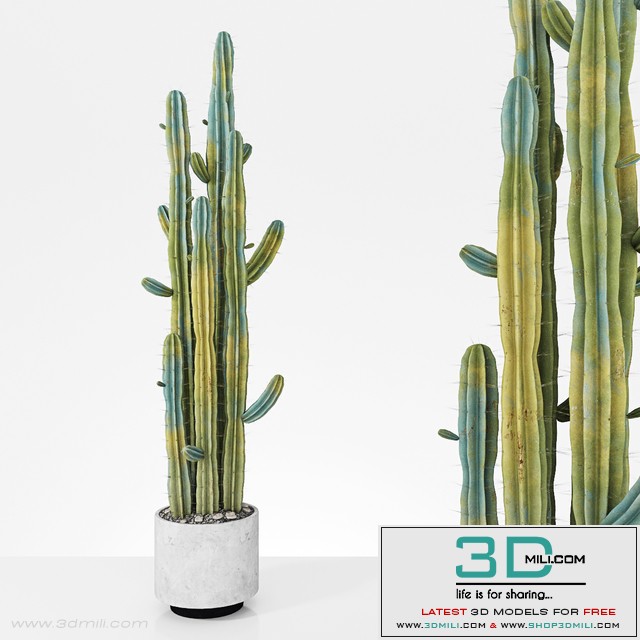 Plant 6