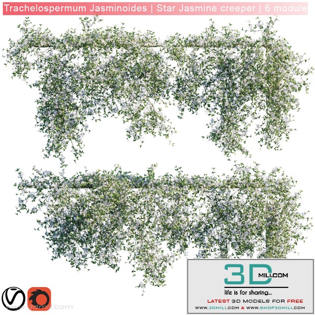 Trachelospermum Jasminoides | Star Jasmine creeper | 6 module