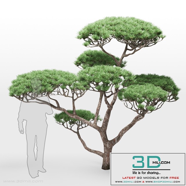pine 2