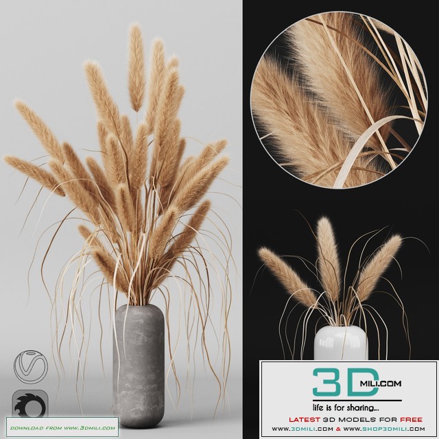 A bunch of Pampas 2